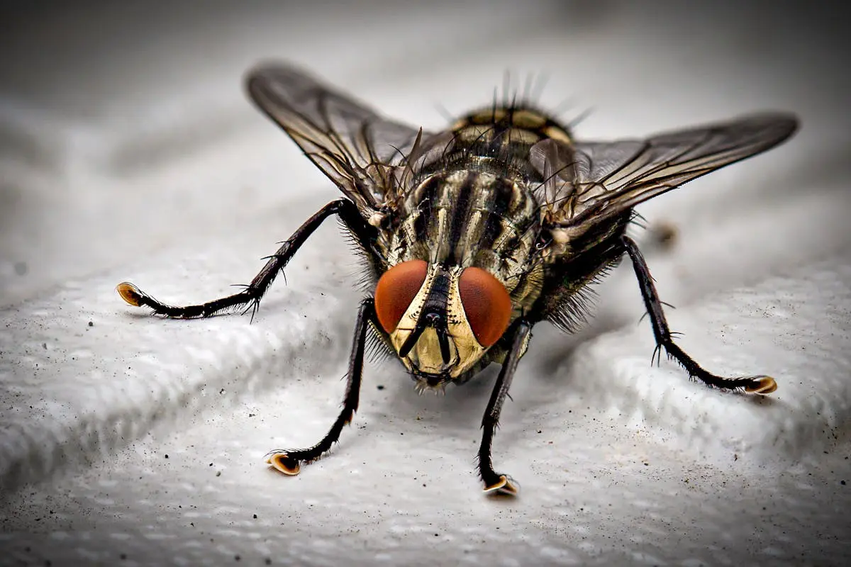 Nelson's Pest Control banishes House Flies and Blow Flies