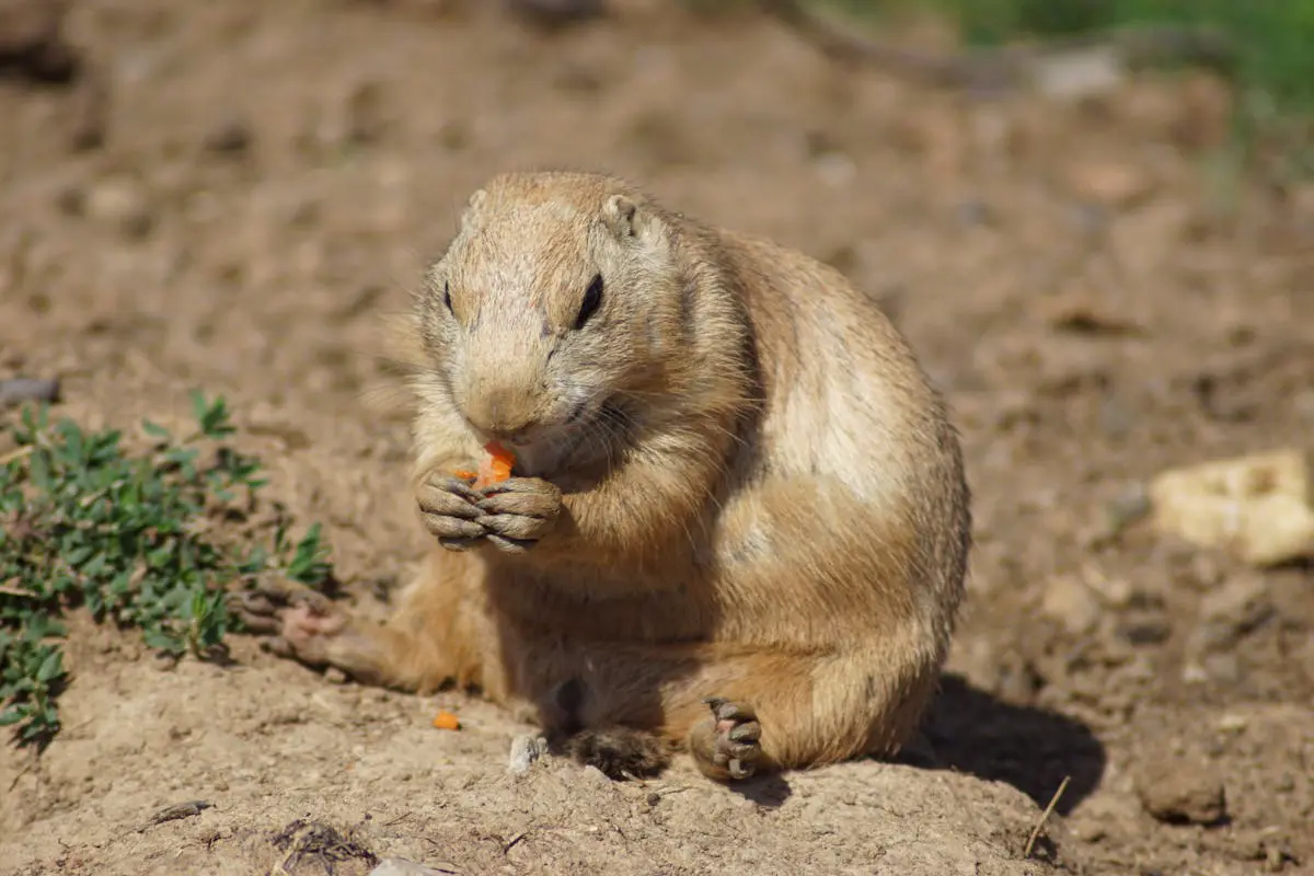 Gophers & Moles can damage your property. Call Nelson's Pest Control Today!