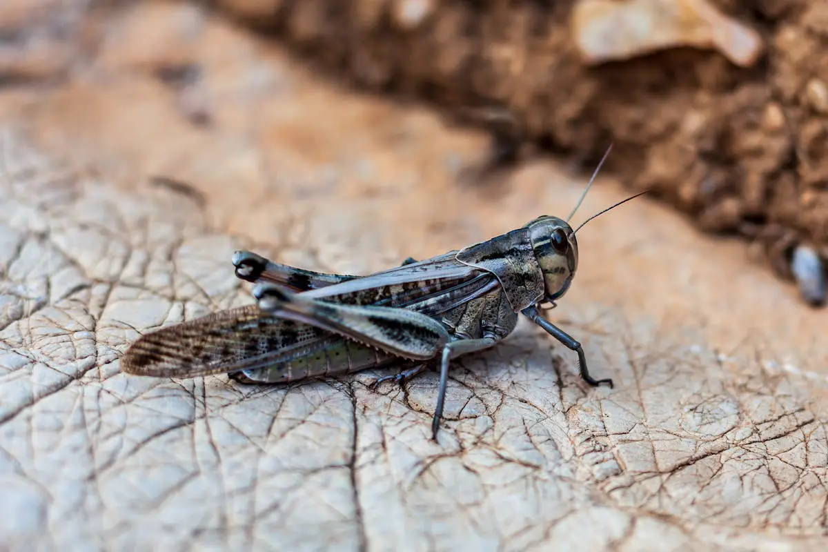 Nelson's Pest Control goes after those annoying Crickets and Grasshoppers